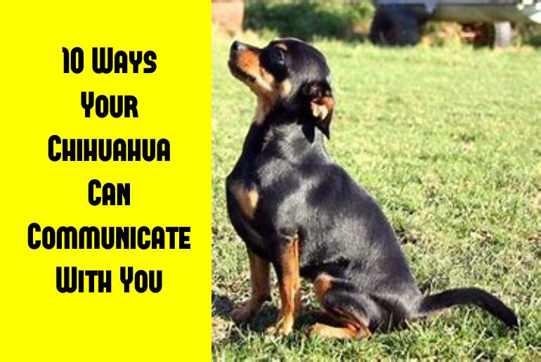 communicate with chihuahua