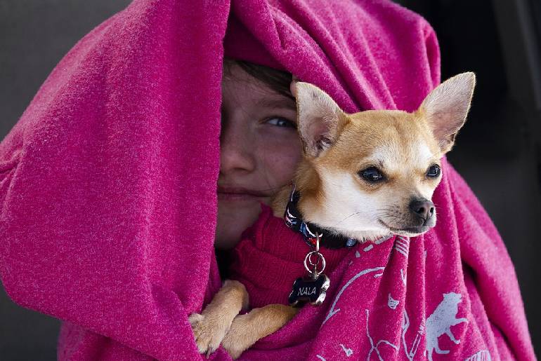 11 Reasons Why Chihuahuas Put Their Paws On You