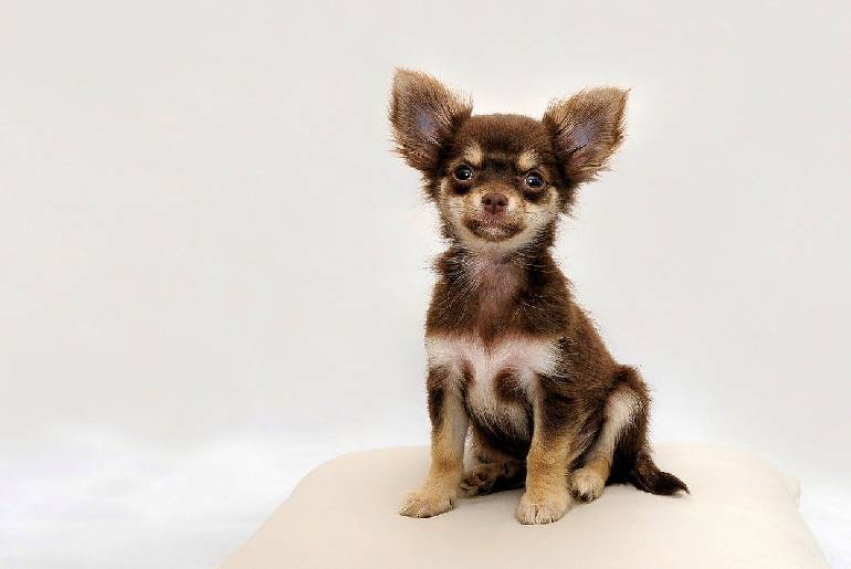 8 Reasons Why Chihuahuas Are So Needy