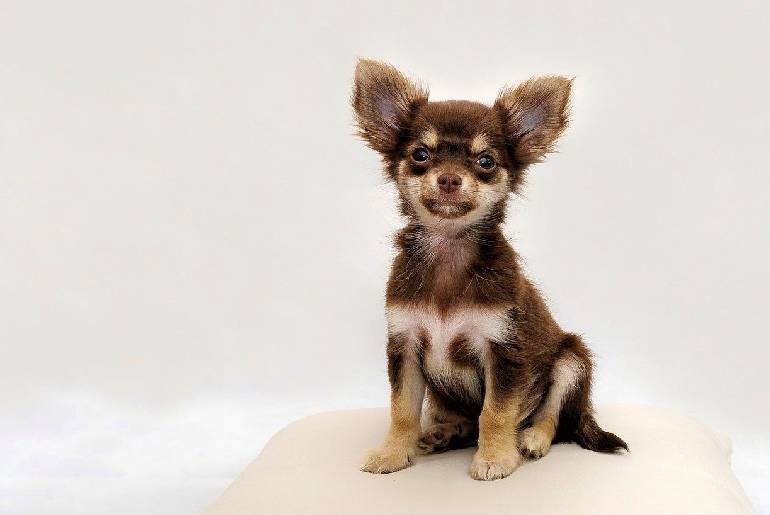 9 Reasons Why Do My Chihuahuas Grunt