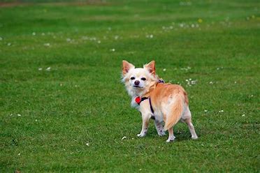 vocal chihuahuas