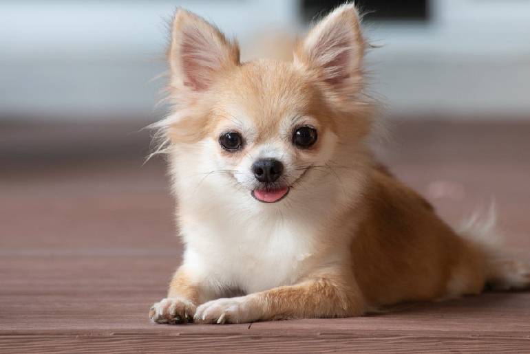 Why Do Chihuahuas Smile?