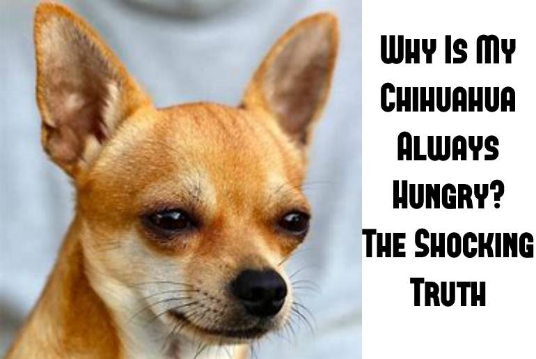 chihuahua always hungry