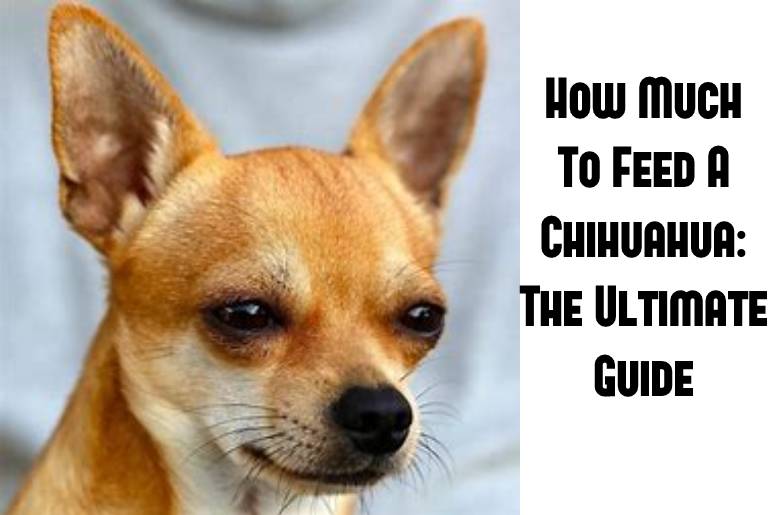 how much to feed a chihuahua