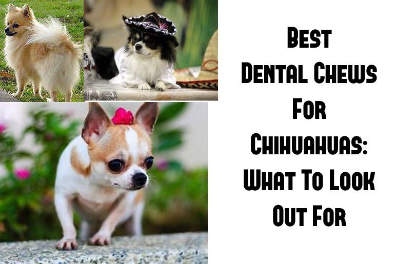 best dental chews