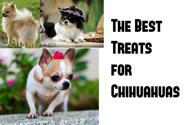 chihuahua best treats