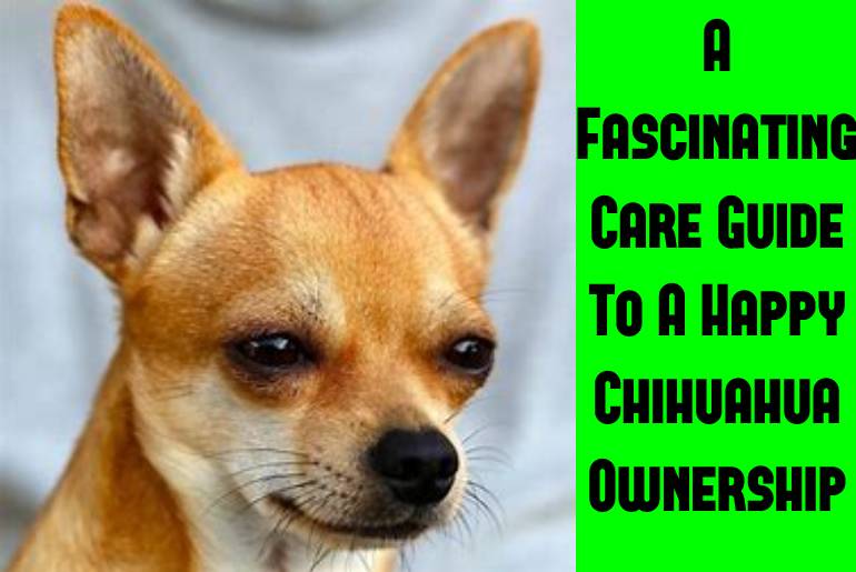 chihuahua care guide