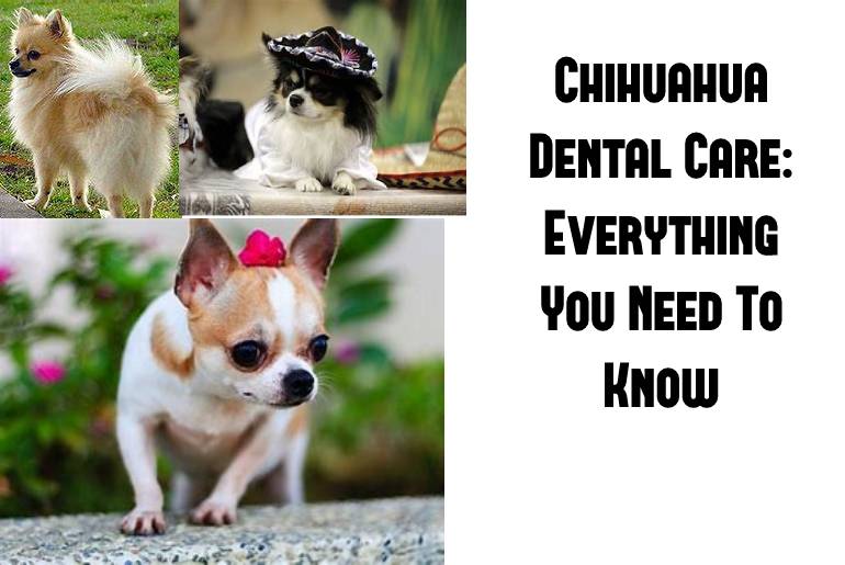 chihuahua dental care