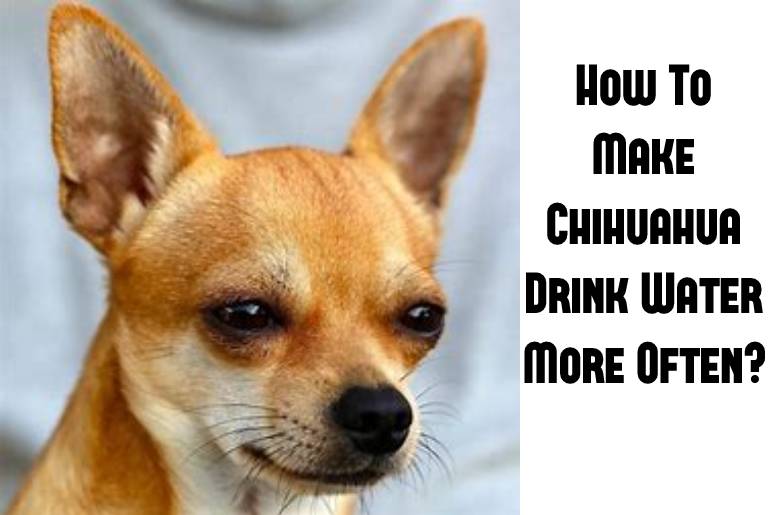 chihuahua drink water