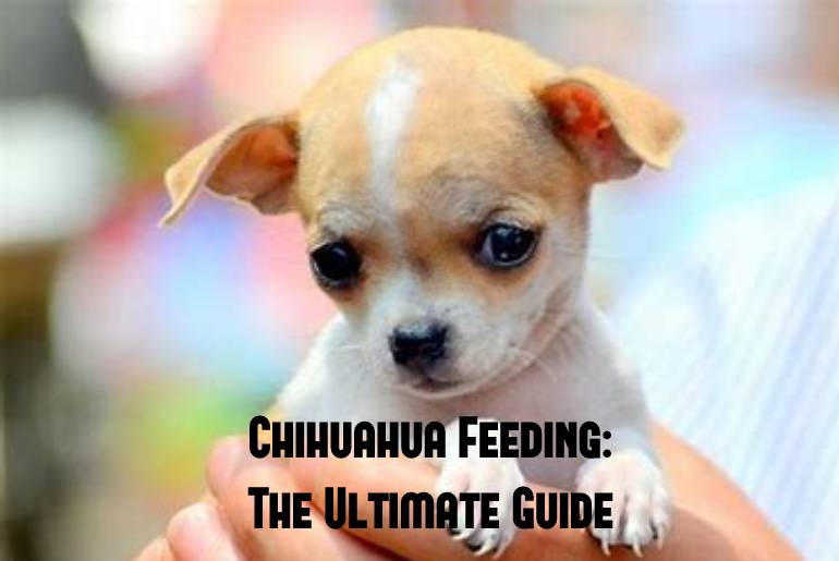 chihuahua feeding guide