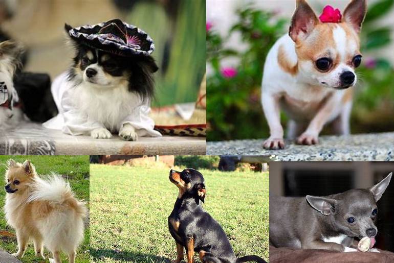 long haired chihuahuas