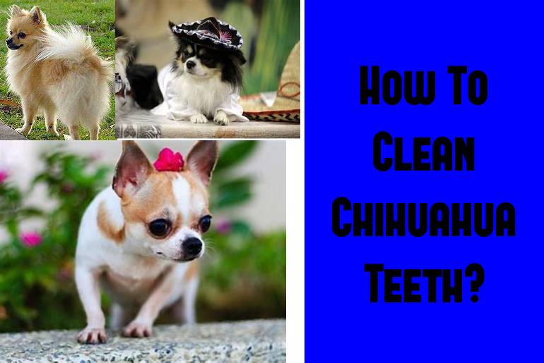 clean chihuahua teeth