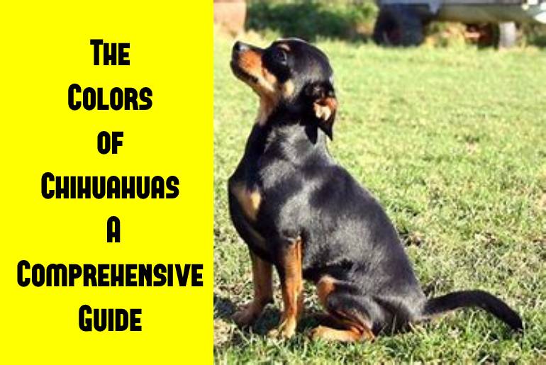 colors of chihuahuas