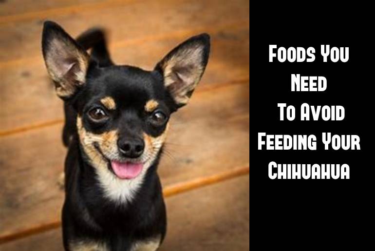 Food You Need To Avoid Feeding Your Chihuahua