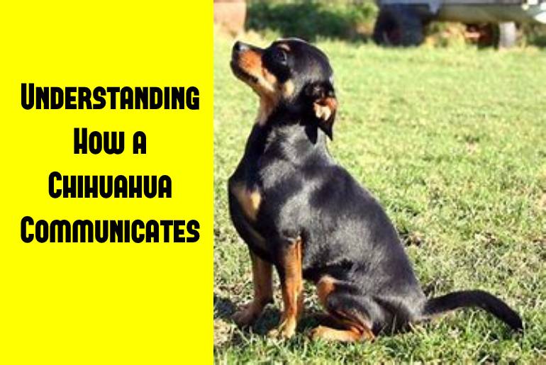 chihuahua communicates