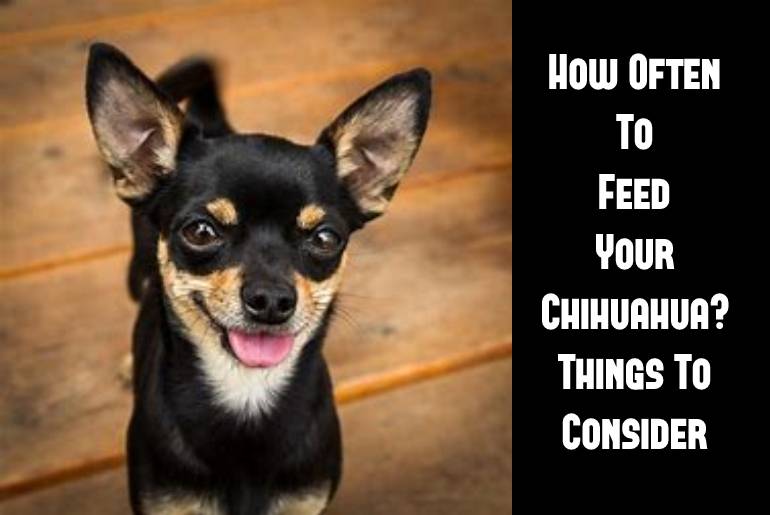 How Often To Feed Your Chihuahua?