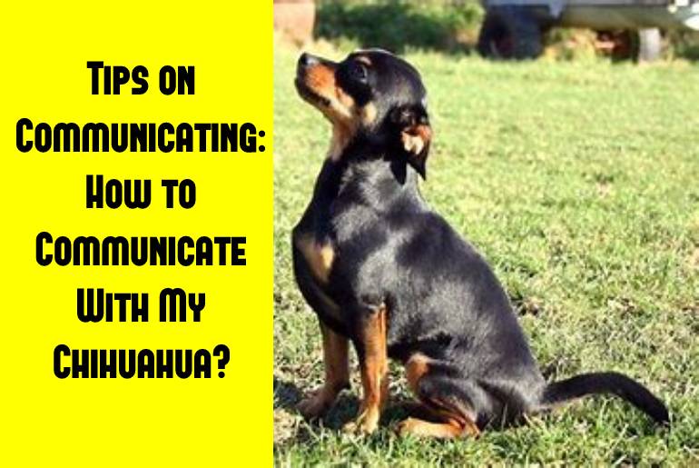 How To Communicate With My Chihuahua