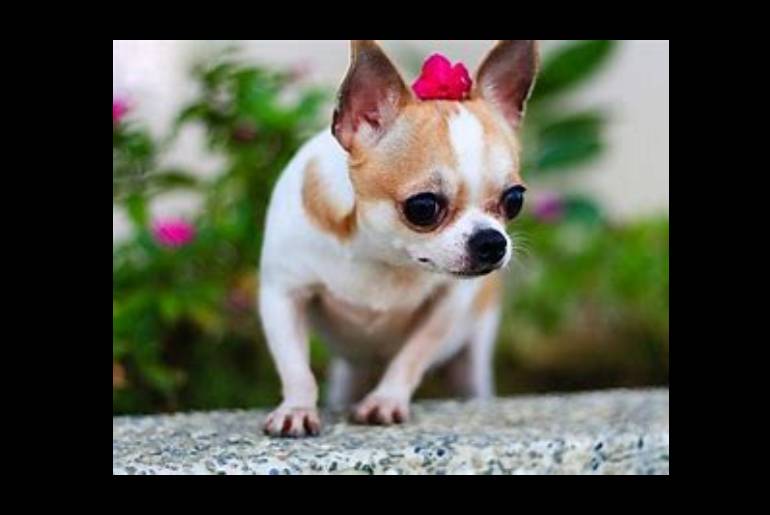 signs of skin problems in chihuahuas