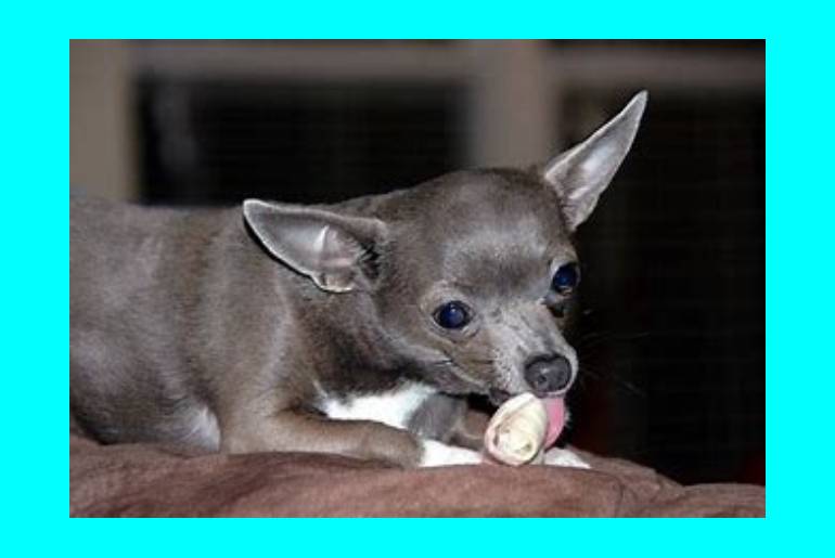 Liver shunts in chihuahuas