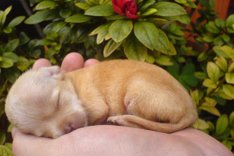 9 Fascinating Homemade Foods Recipe For Chihuahua