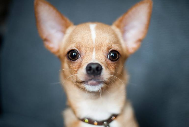 Chihuahua Grooming: What You Need To Know