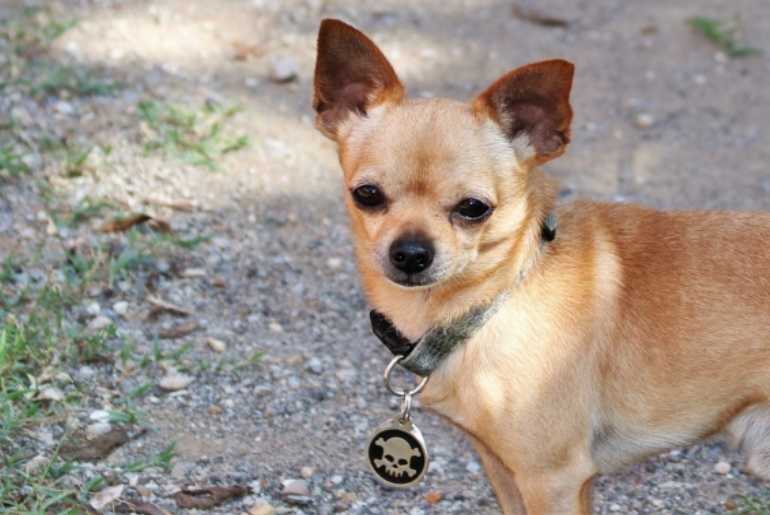 Chihuahua Weight Chart Fascinating Facts Chihuahua Care