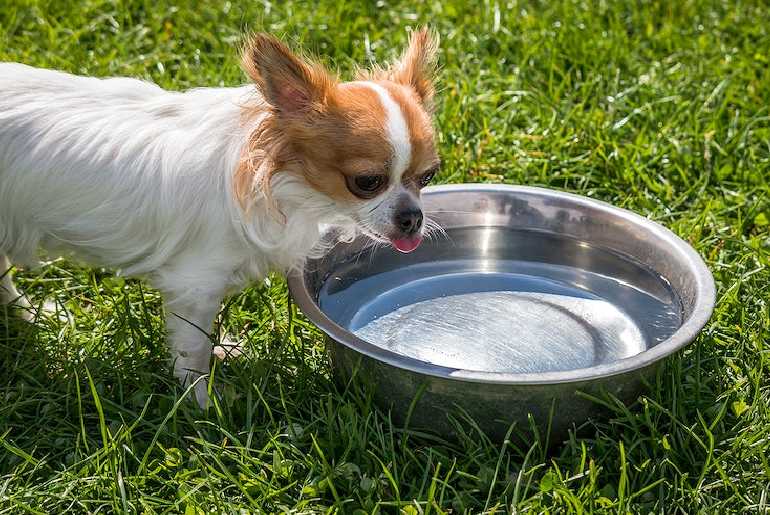 Finding The Perfect Toy For Chihuahua