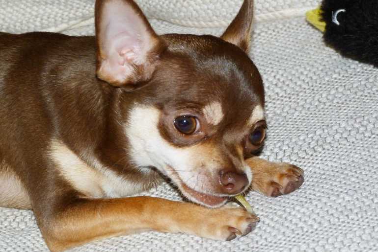 Homemade Foods To Avoid For Your Chihuahuas