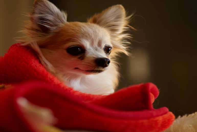 How To Care For Senior Chihuahua