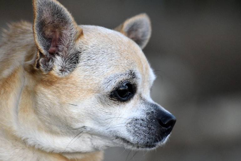 How To Clean Chihuahua Ears?