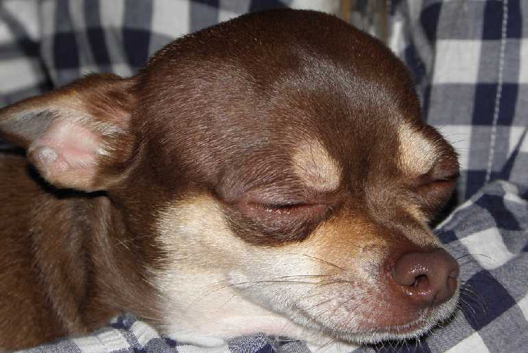 7 Reasons Why Your Chihuahua Sleeps On Its Back