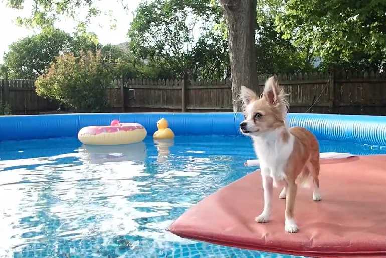 Reasons Your Chihuahua Does Not Like Swimming